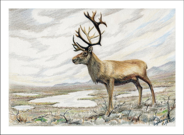 Занятие олень. Северный Тундровый олень рисунок. Рисование Северный олень. Олень цветными карандашами. Тундра рисунок.