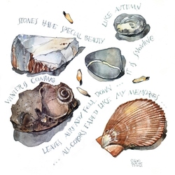 Seashells & stones