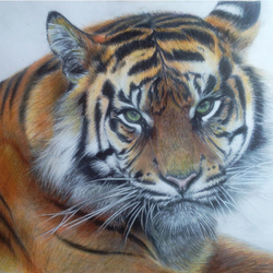 тигр цветными карандашами