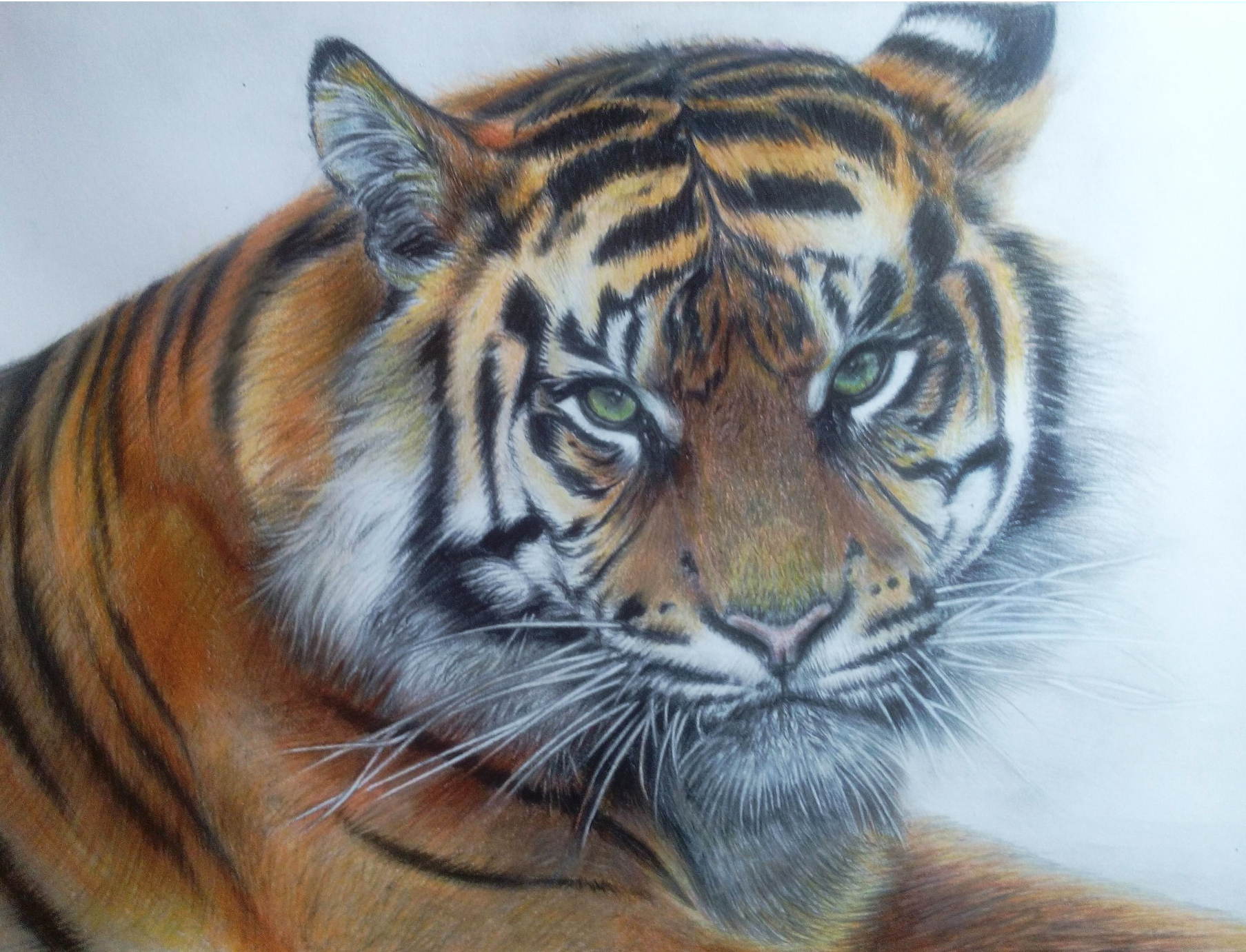 Тигр разрисованный