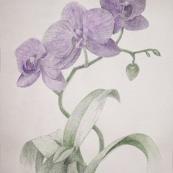 Пурпурная орхидея