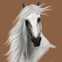 White horse 