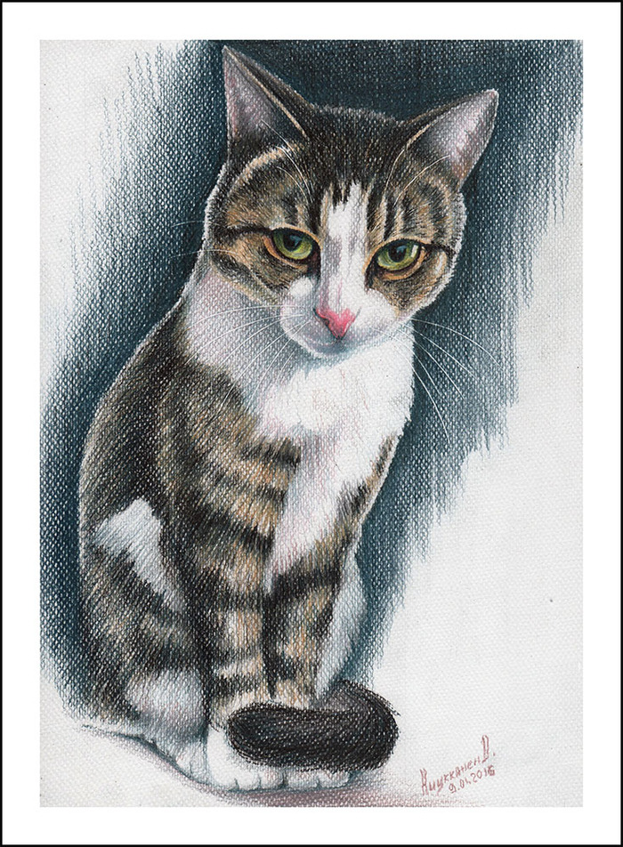 Кот рисунок цветной. Кошка цветными карандашами. Кошки рисунки карандашом цветными. Котик цветными карандашами. Зарисовки кота цветными карандашами.