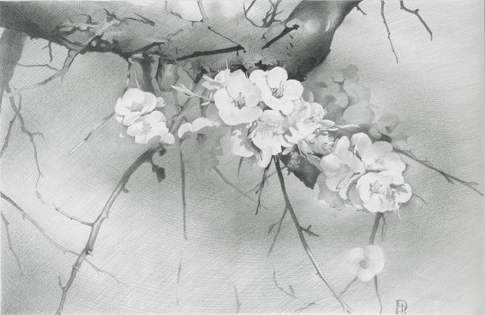Main 2003 apricot tree in blossom 26%d1%8540 cm pencil on paper