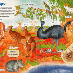 Австралия. Иллюстрация к детской энциклопедии