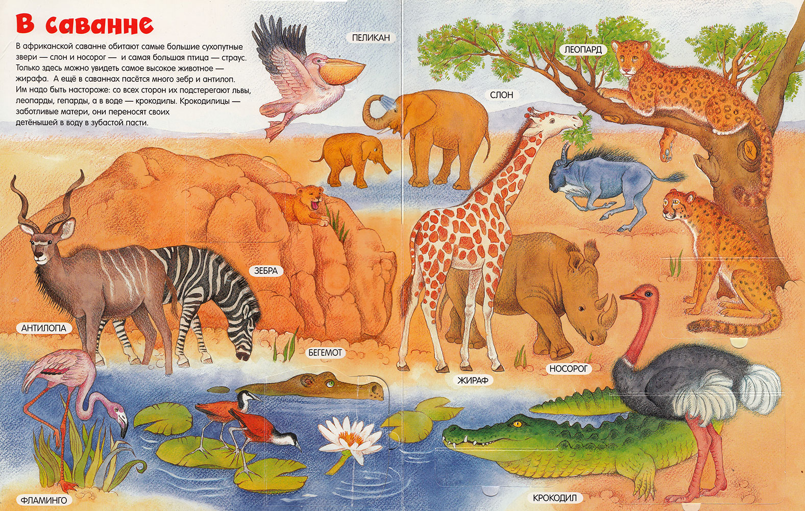 Кто живет в африке животные. Энциклопедия для детей животные Африки. Африканские животные для детей. Животные саванны для детей. Звери Африки для детей.
