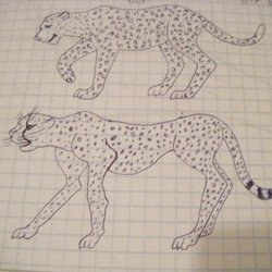 леопард и гепард 