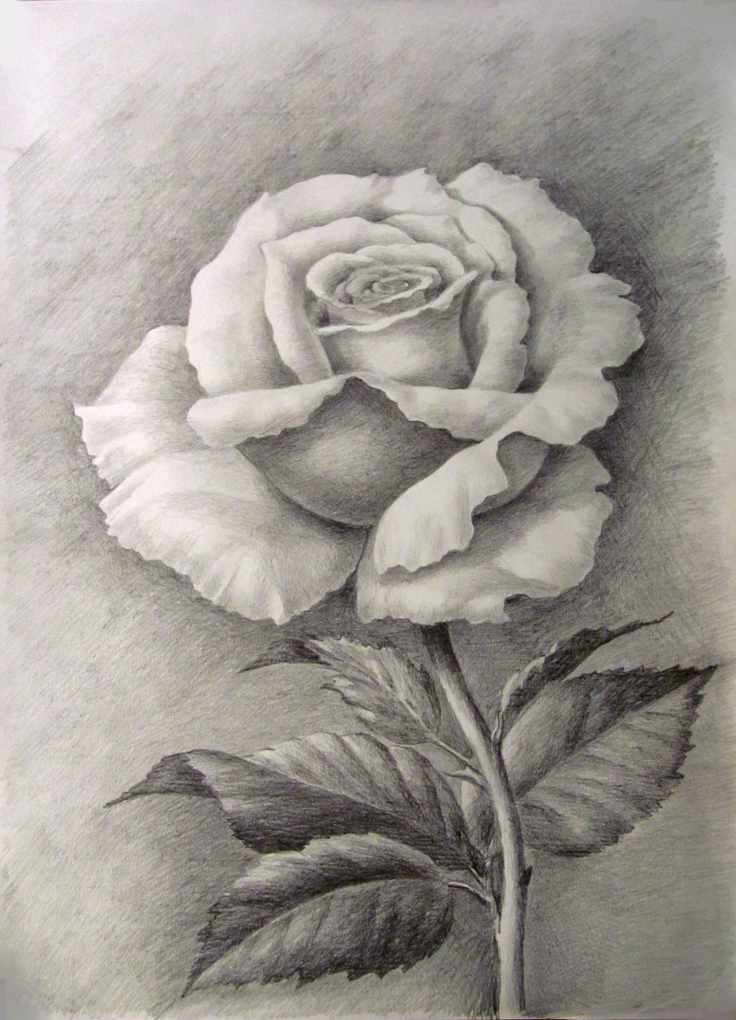 Рисунок Рози карандашом