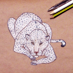 Белый леопард