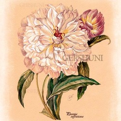 Ботанический атлас..