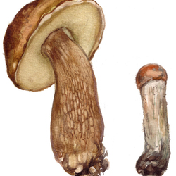белый гриб и подосиновик