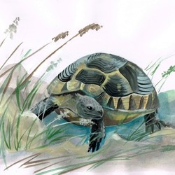 Балканская черепаха