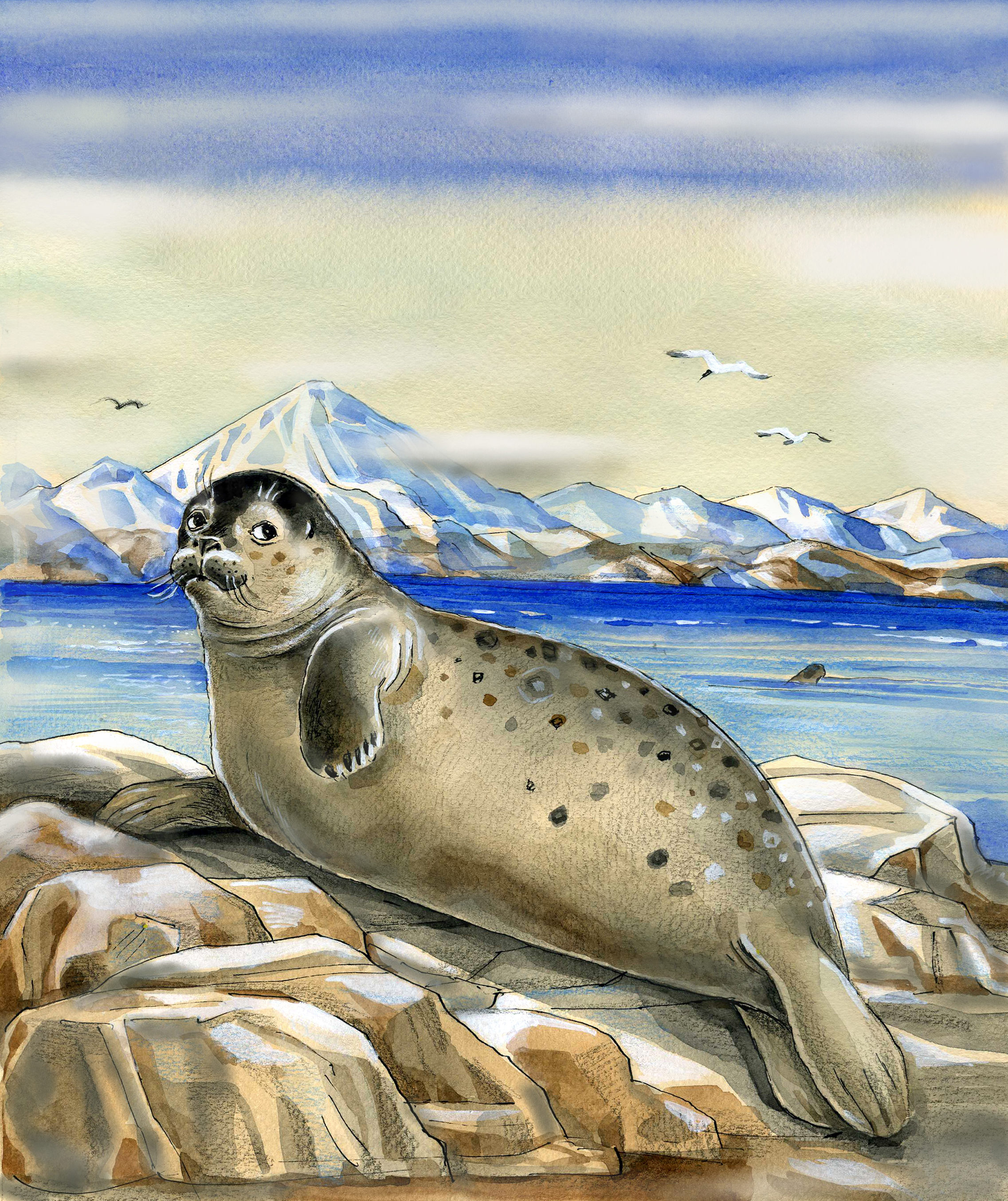 Морской тюлень Нерпа