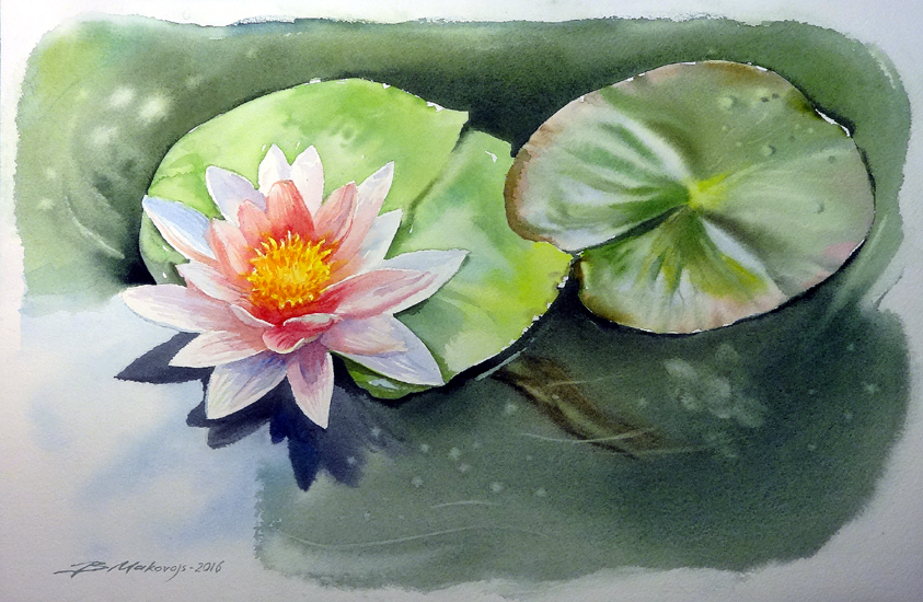 Водяная лилия 8. Nymphaea Lotus Нильская Лилия рисунок. Кувшинки живопись. Лотосы живопись. Кувшинки акварелью.