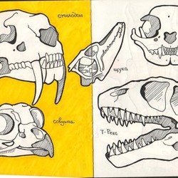 Черепа хищников