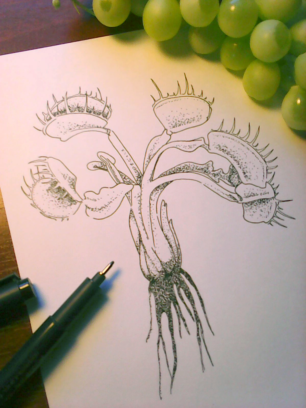 Венерина мухоловка рисунок