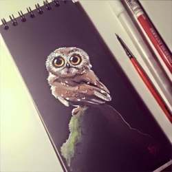 Little owl