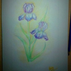 Irises