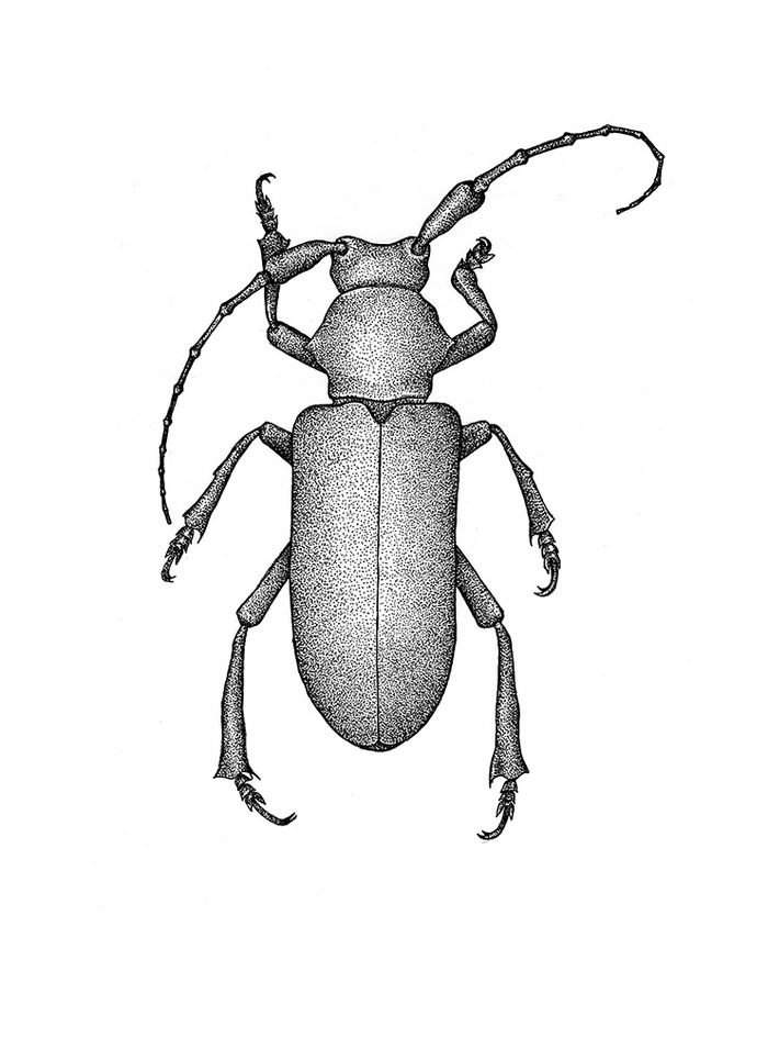 Жук короед рисунок карандашом
