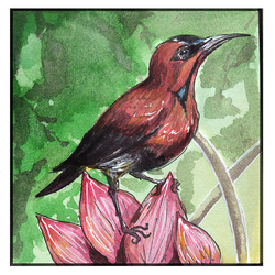 Нектарница