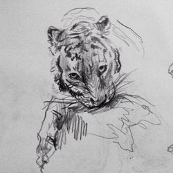 Tiger, sketch
