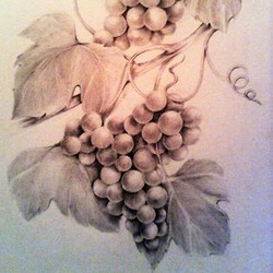 Лоза винограда