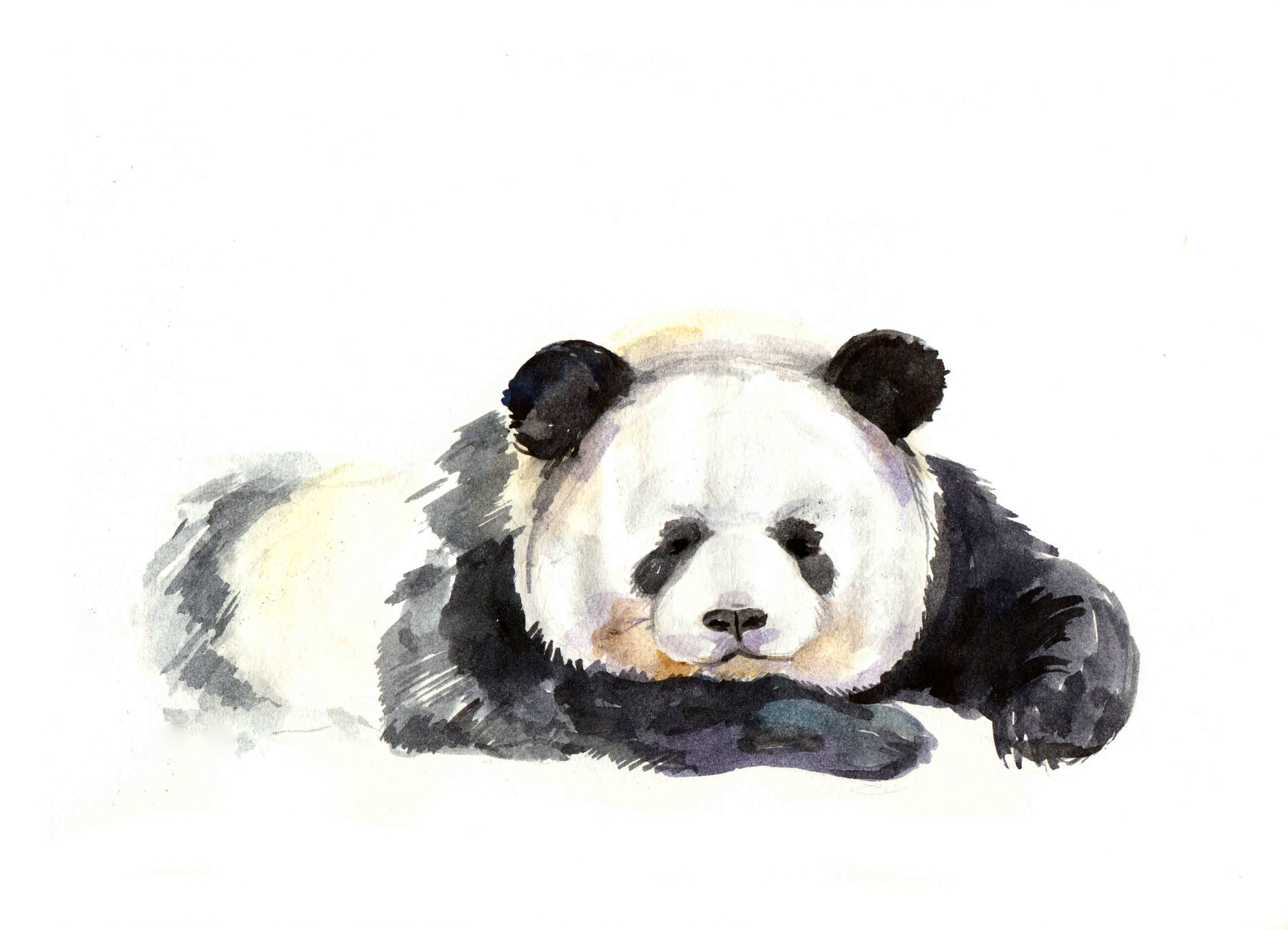 Панда скетч акварельный
