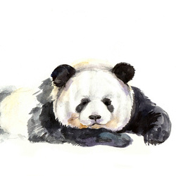 Panda watercolor