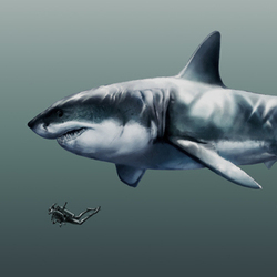 Megalodon