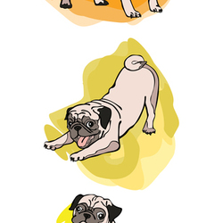 Three little pug. Dogs.