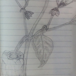 Перчик-скетчик