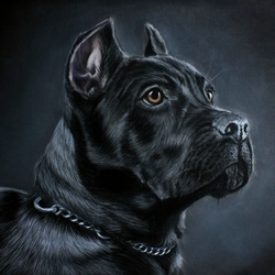 Cane Corso 