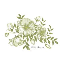 Wild roses