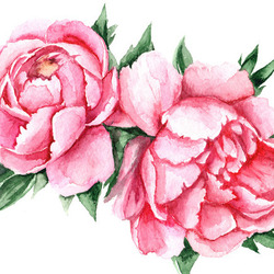 Розовые пионы акварель