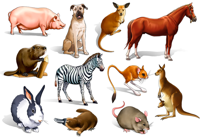 Домашние животные 1 часть. Все животные на 1 листе арт.