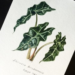 Alocasia