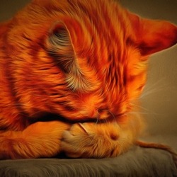 Рыжий кот спит( рисунок по фото) №2