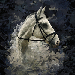 Portrait of a white horse