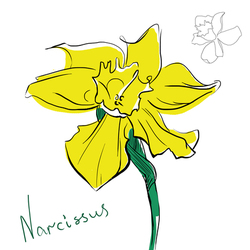 Narcissus