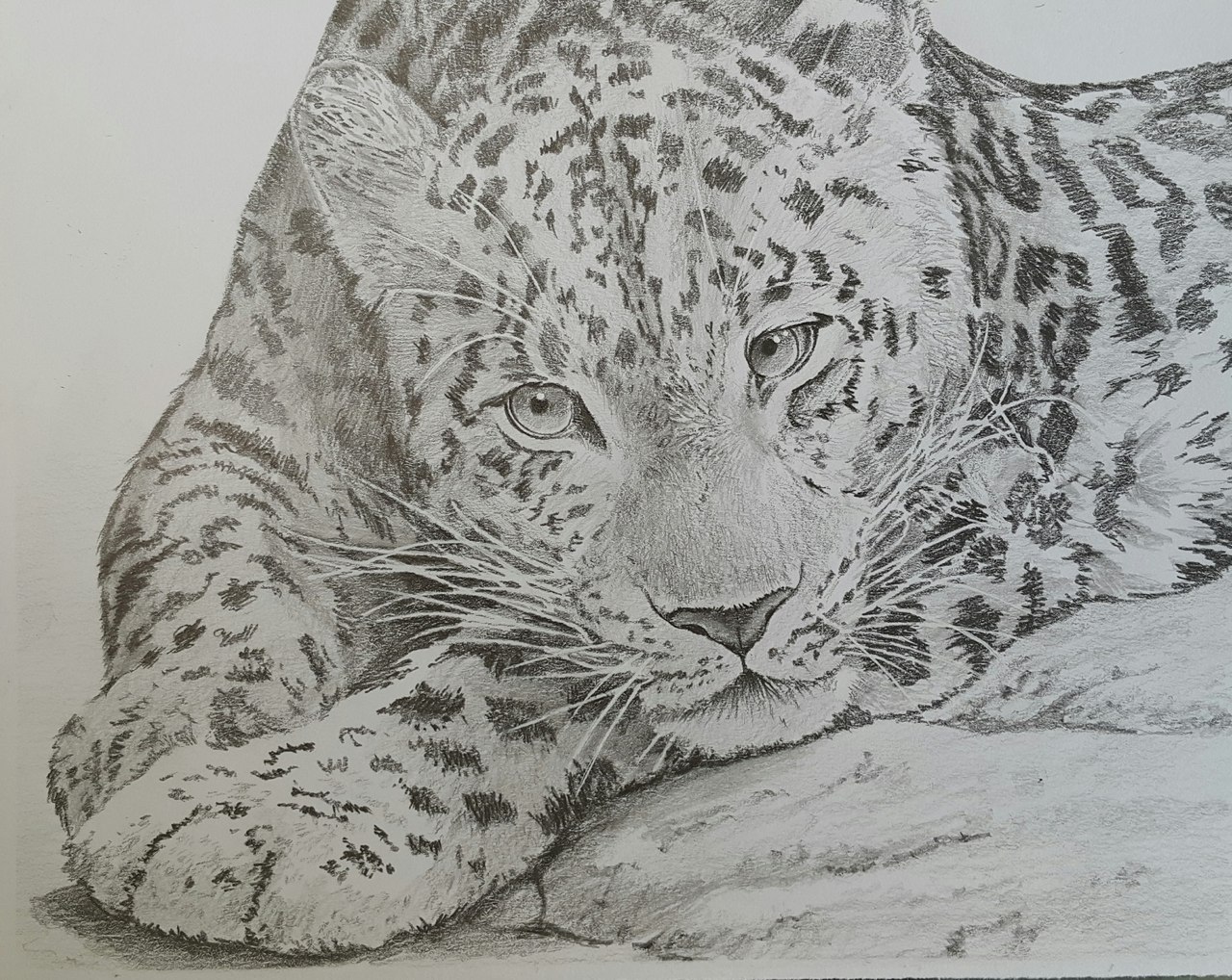 Рисунки животных простым карандашом леопард