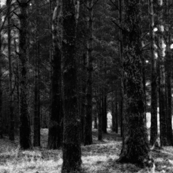 Черно-белый лес
