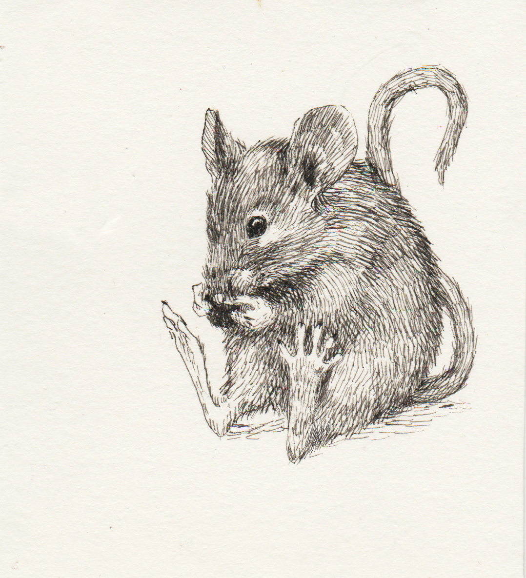 Зарисовки мышей