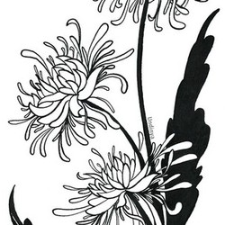 Хризантема ботаническая иллюстрация