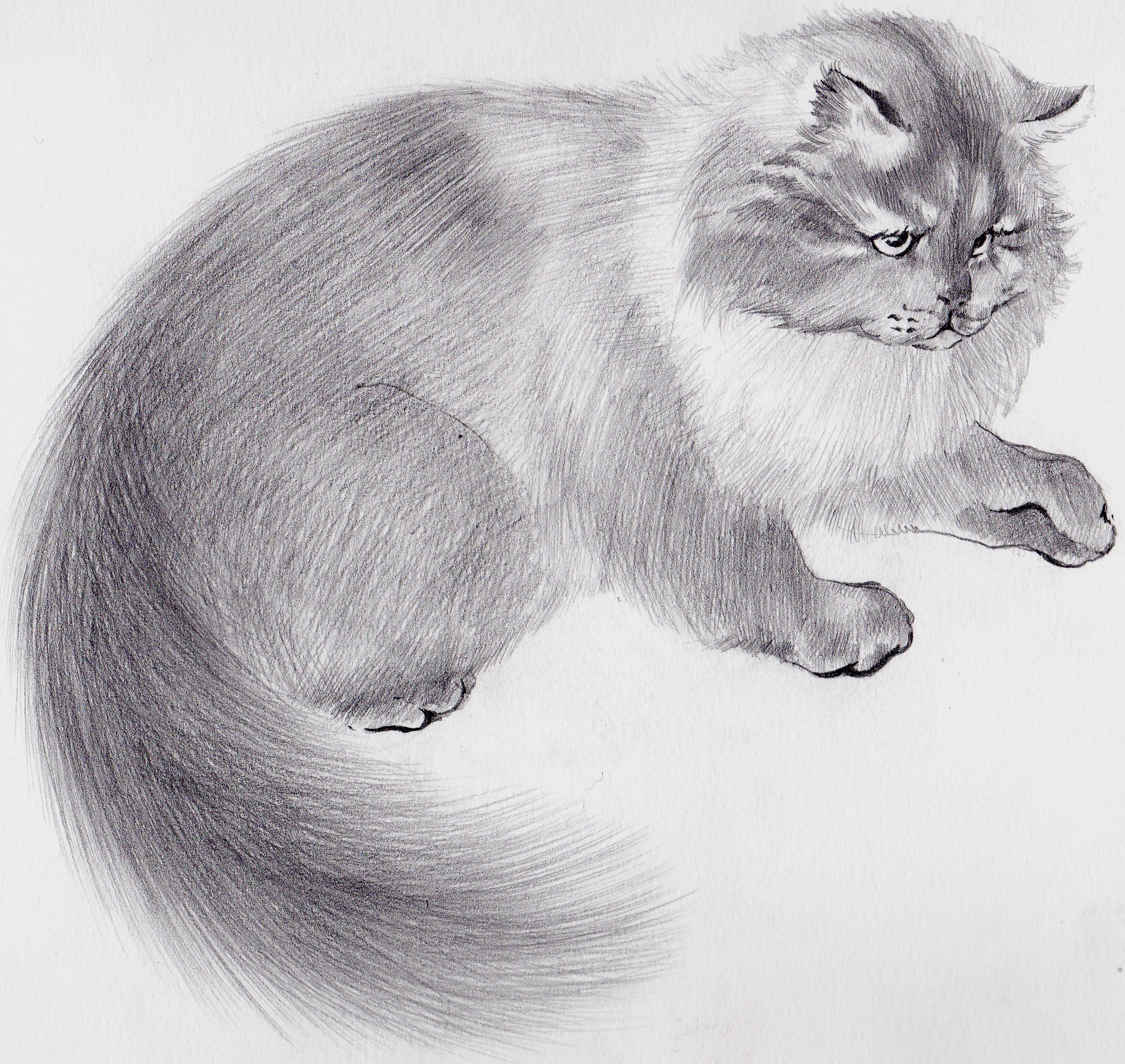 Иллюстрация кот карандашом в стиле 2d, академический рисунок,