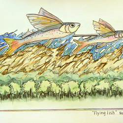 "Fly fish"