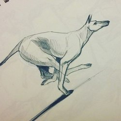 sketch of dog