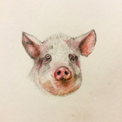 поросенок/pig