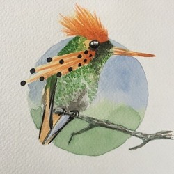 райская птичка 