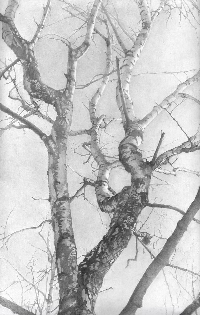 Main 2002 birch 56x36 pencil on paper 2000