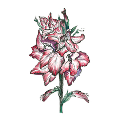 The Gladiolus Watercolor 